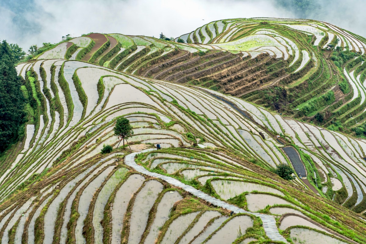 Longji Rice Terraces — hundreds of cascading paddies winding up the mountainside, each one a mirror of still water reflecting the sky